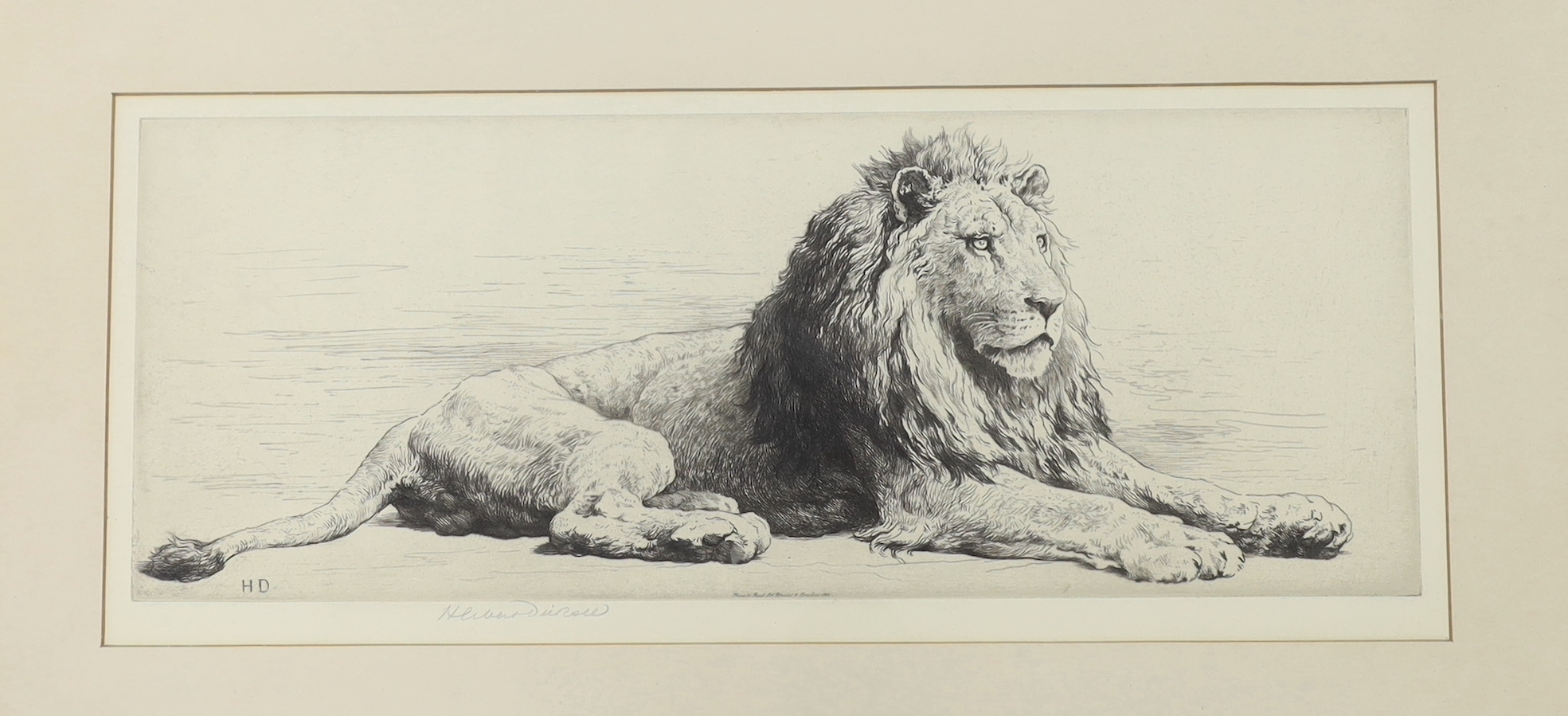 Herbert Dicksee (1862-1942), etching, Study of a Lion, signed in pencil, one of 150 signed proofs, publ. 1915, 20 x 50cm